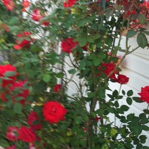 Meet your Posher, Marie